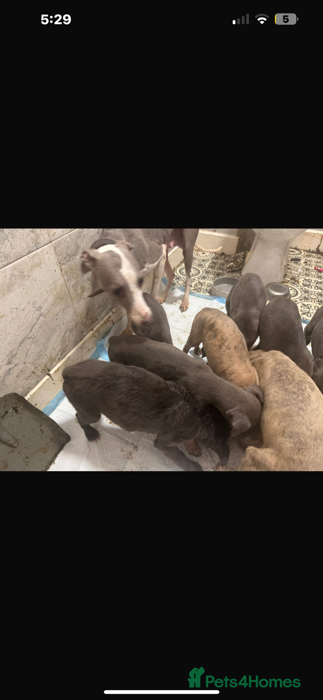 Whippet dogs for sale: Stunning whippet puppies - Advert 3