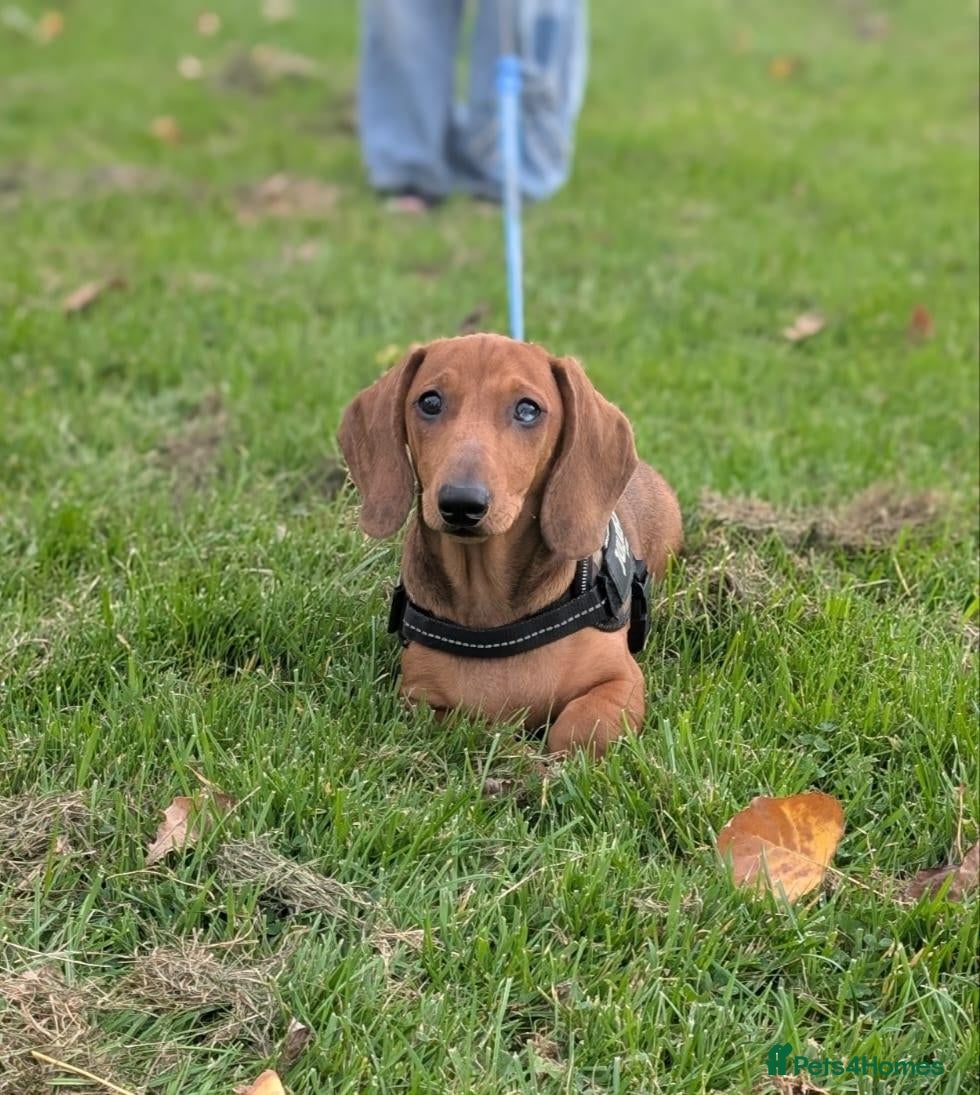 Dachshund dogs Champion Bloodline Standard Dachshund - Advert 2
