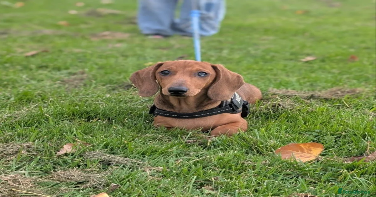 Free dachshunds dogs Dachshund Puppies for sale | Pets4Homes
