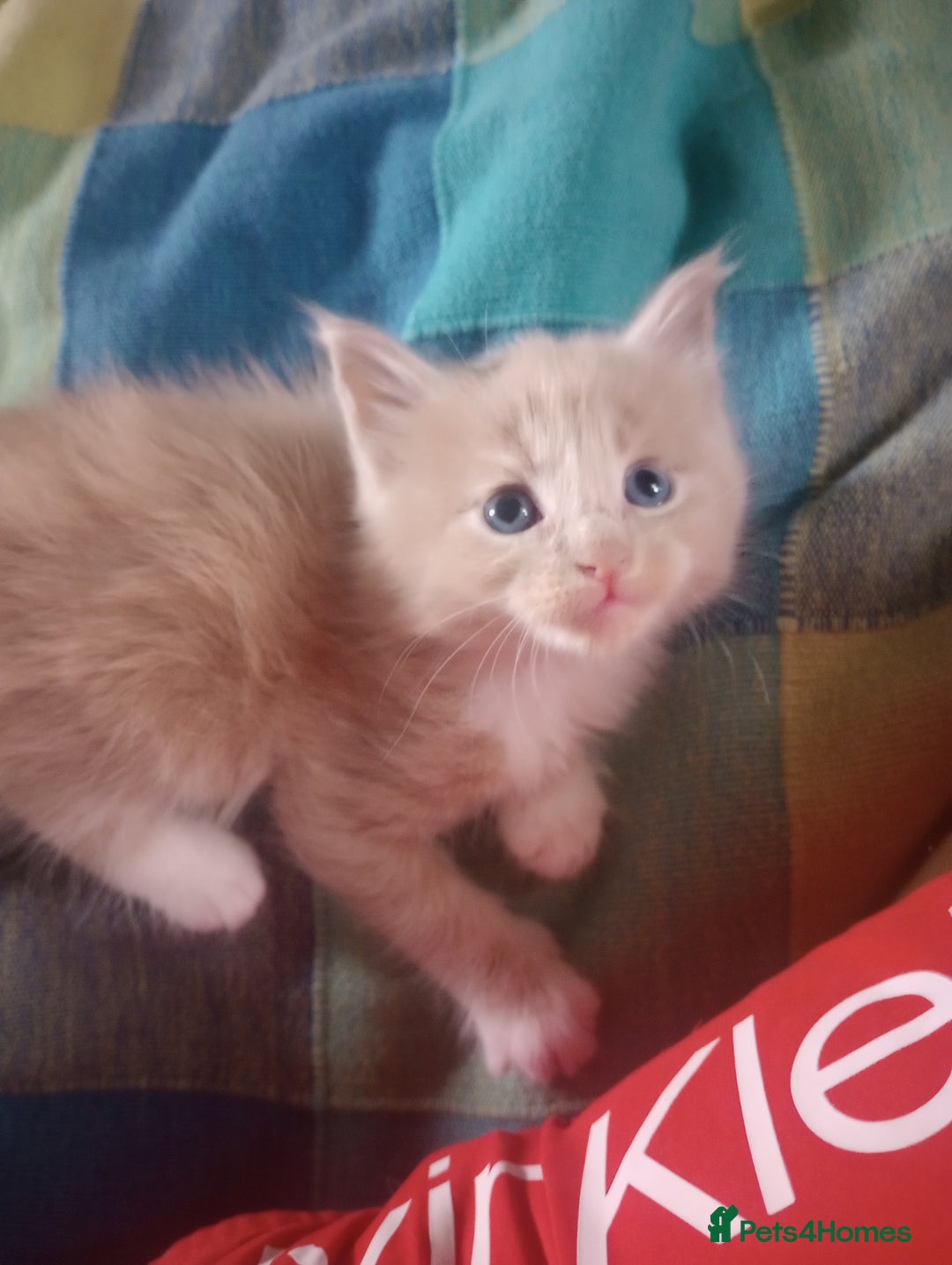 Maine Coon cats for sale: I have Beautiful healthy maicoon XL  - Image 36