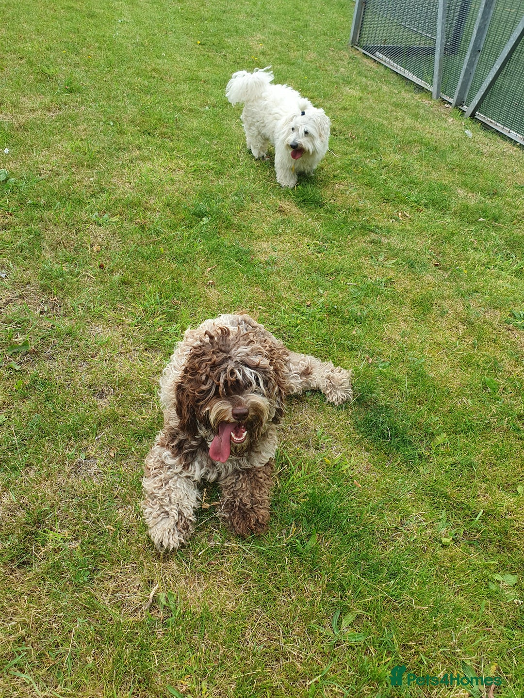 Cockapoo dogs for sale: Brown merle cockapoo girl 1 year 7 months old - Image 7