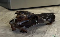 Miniature Dachshund dogs for sale: Miniature Daschunds  - Image 28
