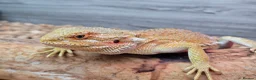Bearded Dragon reptiles for sale: Lovely temperament one yr old Bearded dragon & viv in Romford - Advert 4