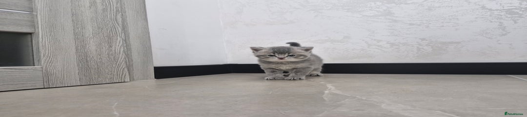 British Shorthair Kitten 2