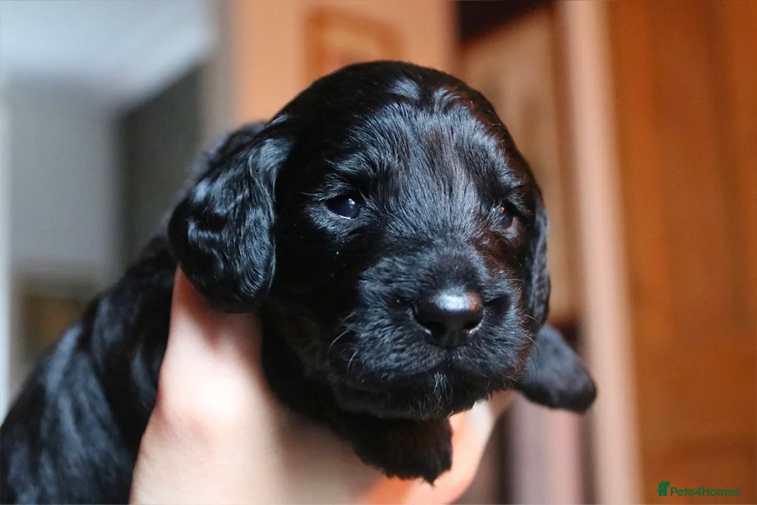 Cockapoo dogs for sale: Cockapoo Puppies for sale in Brighton - Advert 20