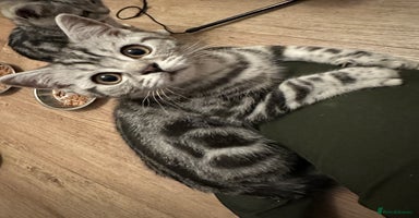 British Shorthair cats - Advert 9