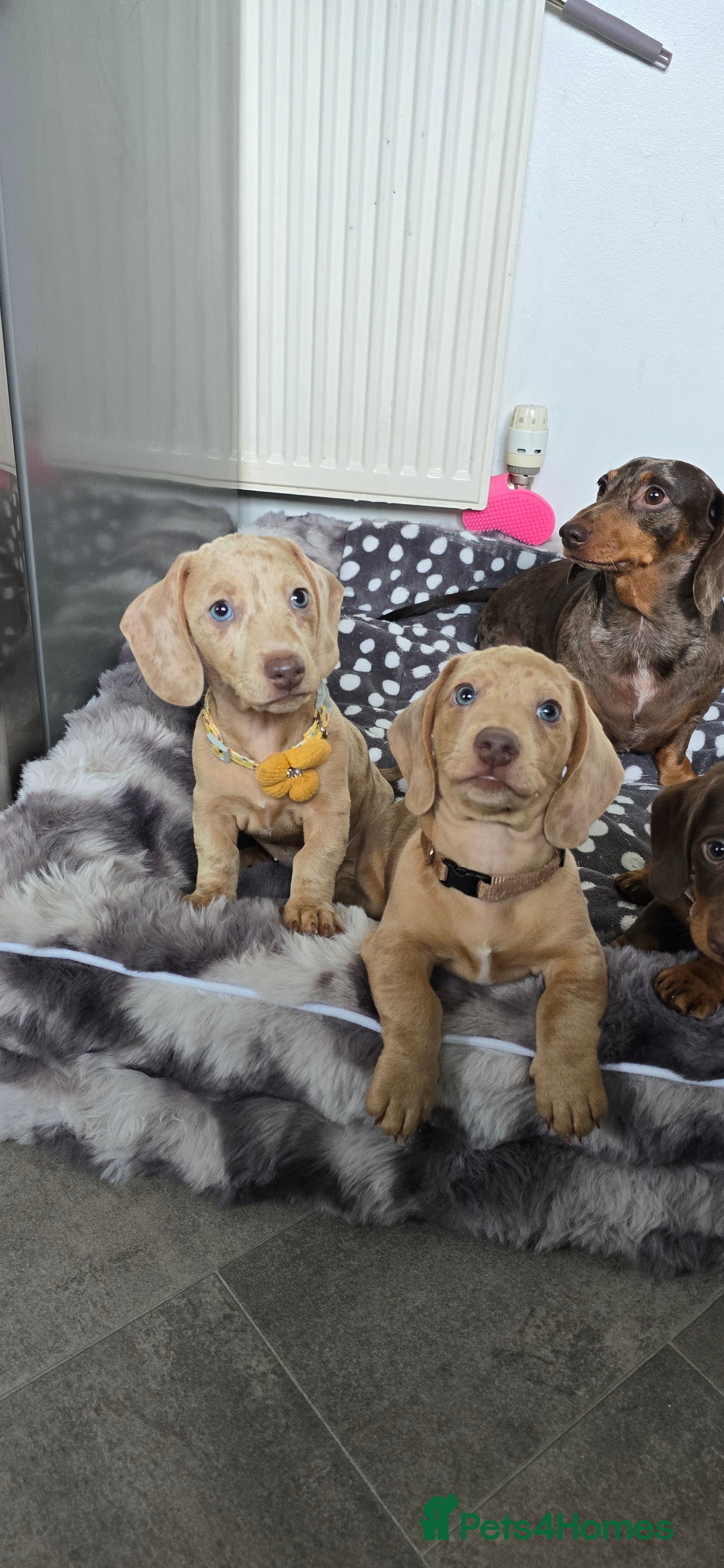 Miniature Dachshund dogs KC registered miniature Dachshund 🐶  - Advert 6