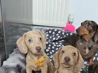 Miniature Dachshund dogs KC registered miniature Dachshund 🐶 - Advert 6