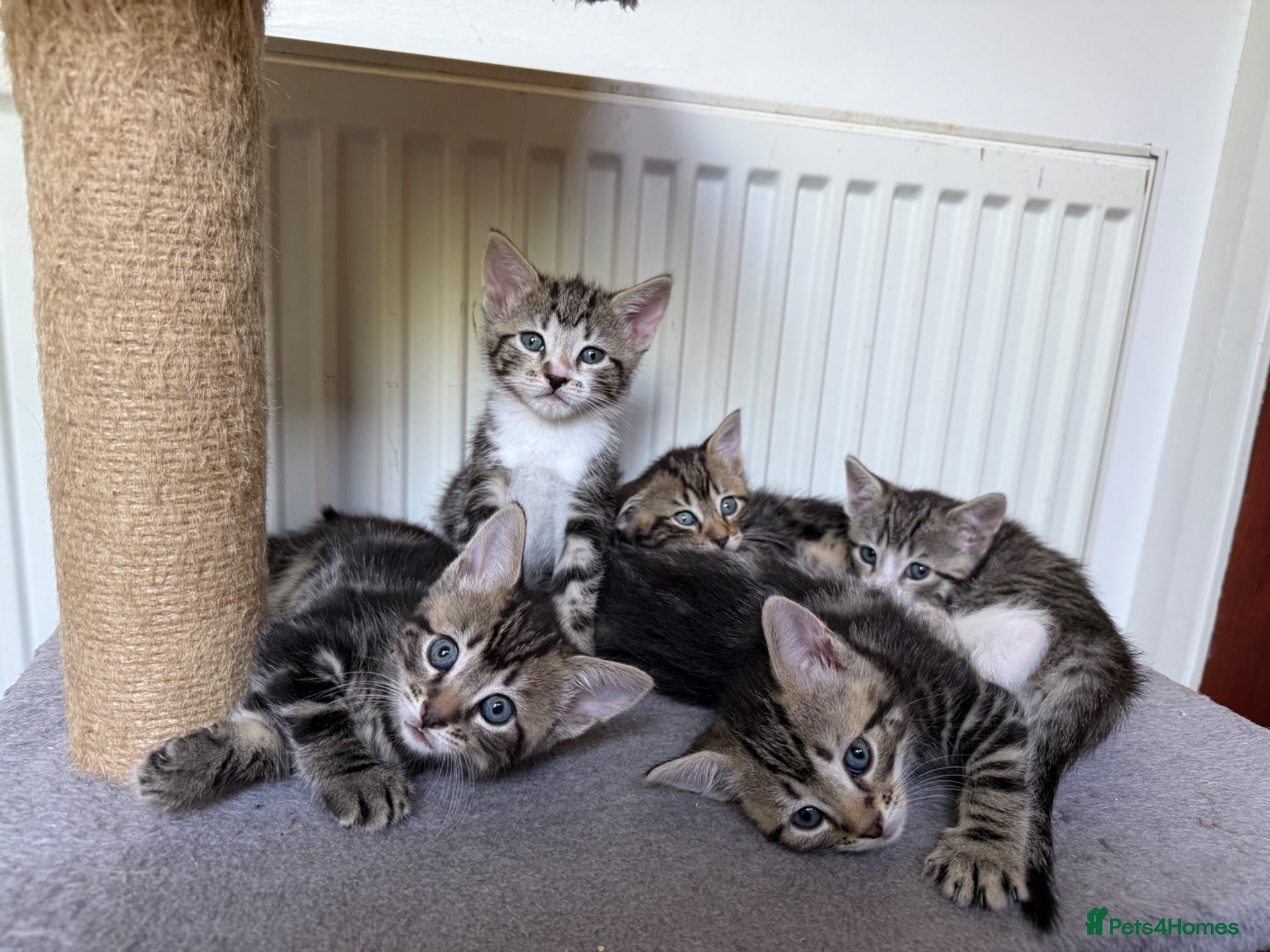 Mixed Breed cats Tabby Kittens For Sale - Advert 4