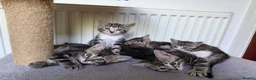 Mixed Breed cats for sale: Tabby Kittens For Sale - Advert 1