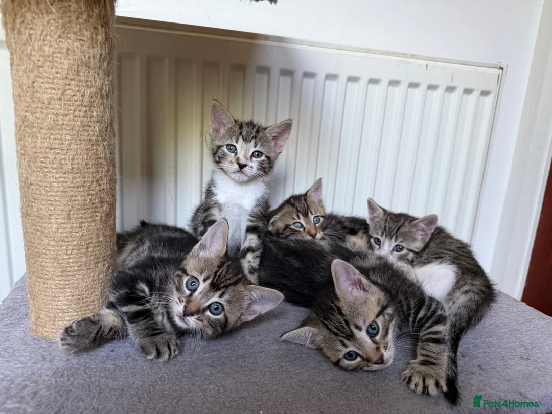 Mixed Breed cats for sale: Tabby Kittens For Sale - Advert 1