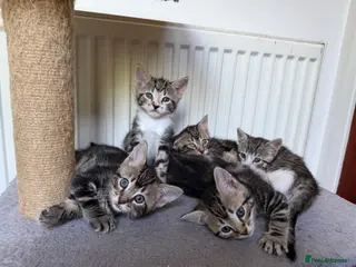 Mixed Breed cats Tabby Kittens For Sale - Advert 10