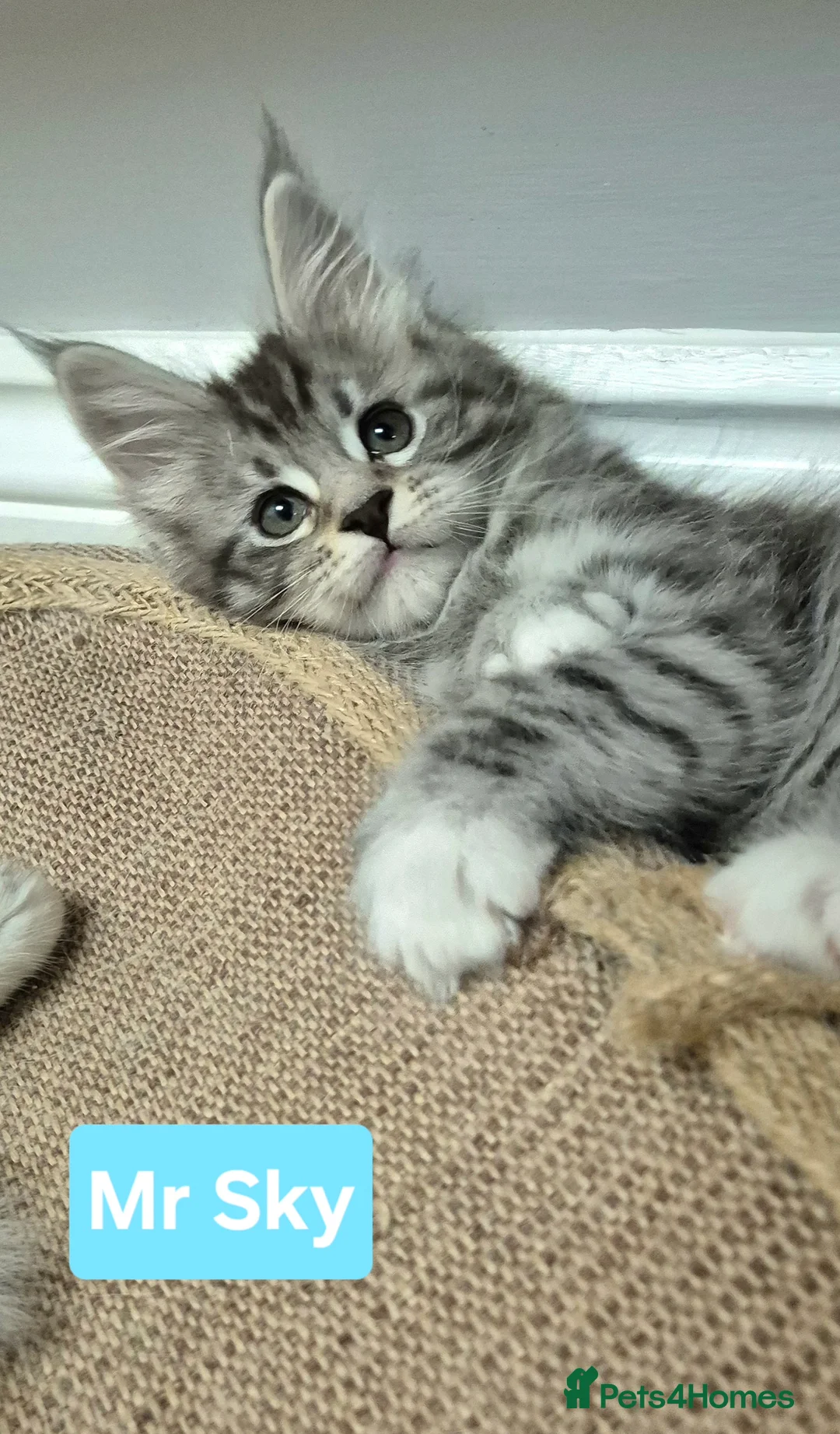 Maine Coon cats for sale: 🎀 Outstanding GCCF Pedigree Maine Coon Kittens  - Advert 7