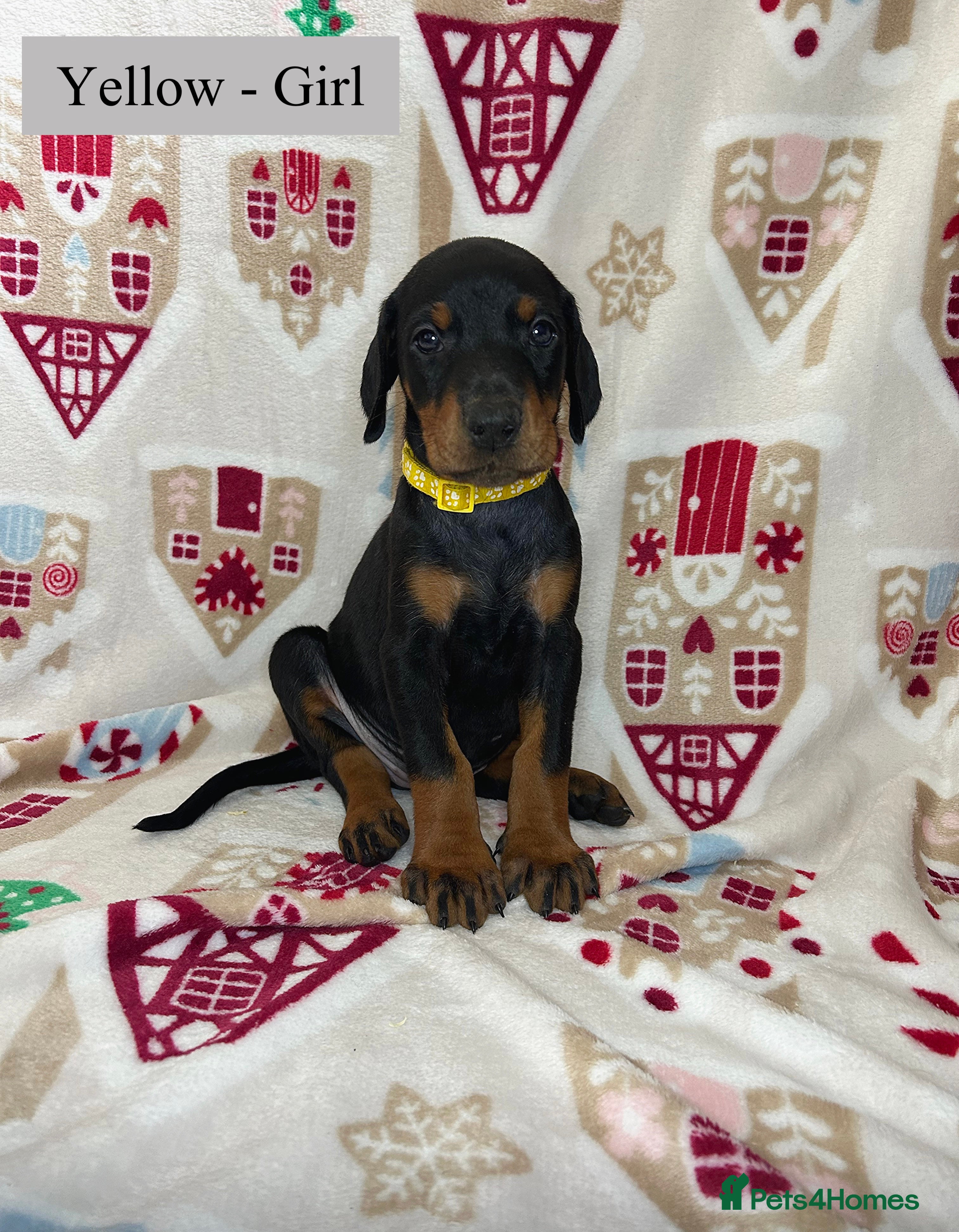 Dobermann dogs 🩶 Top quality KC registered Doberman puppies! 🩶 - Advert 7