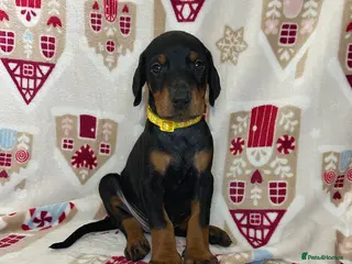 Dobermann dogs 🩶 Top quality KC registered Doberman puppies! 🩶 - Advert 7