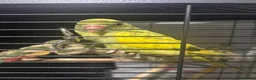 Ringnecks birds for sale: Pied Indian Ringneck  in Newcastle upon Tyne - Advert 1