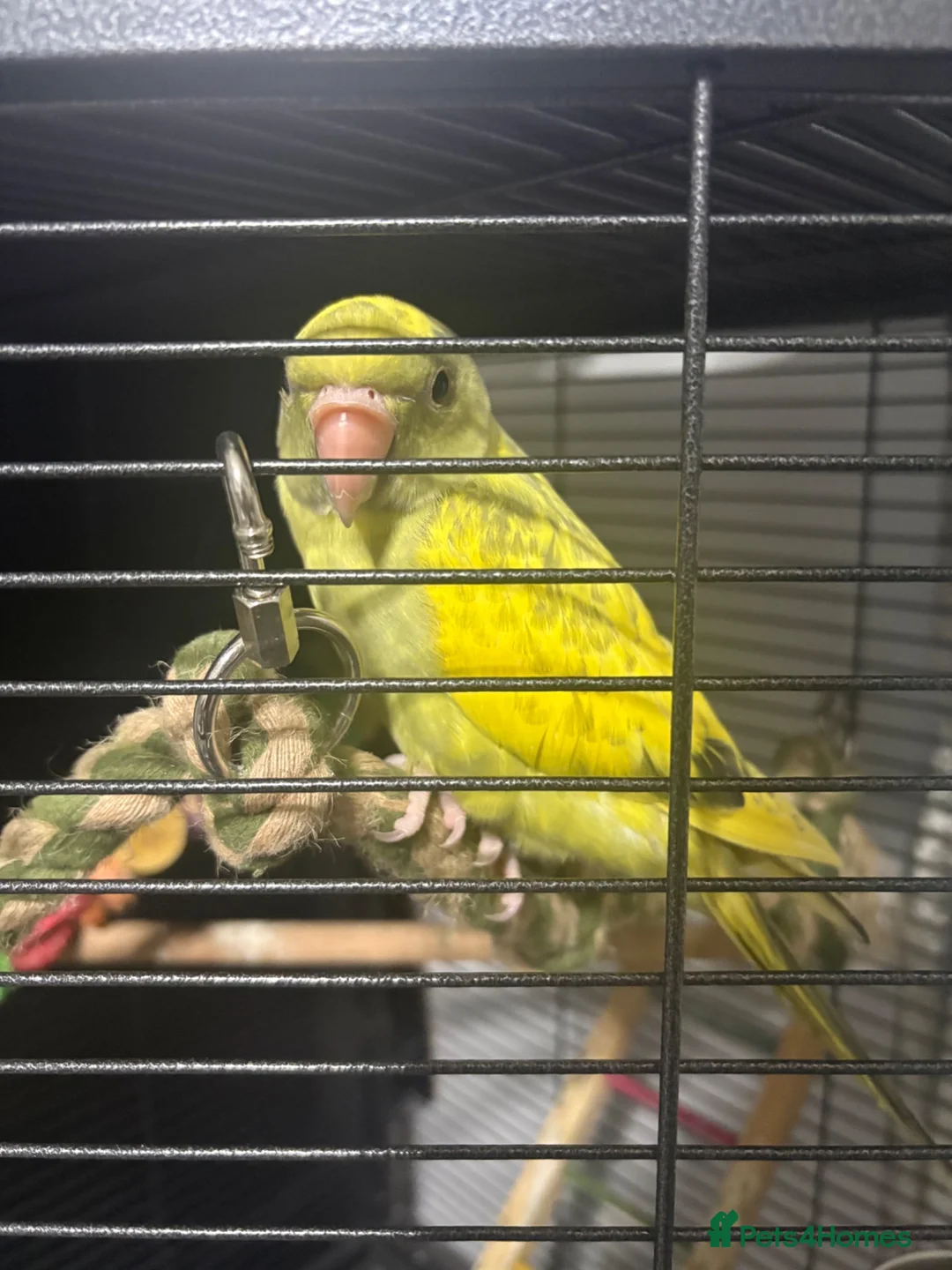 Ringnecks birds for sale: Pied Indian Ringneck  in Newcastle upon Tyne - Advert 1