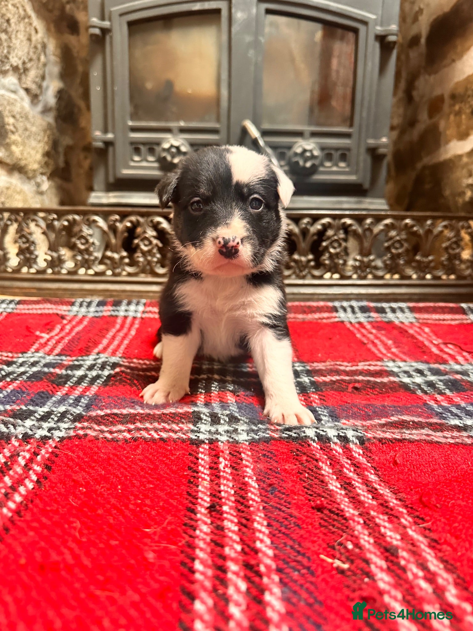 Mixed Breed dogs Collie x blue brindle American bulldog puppies - Advert 1