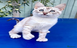 Keetso cats for sale: Stunning polydactyl snow leopard girl  - Image 5