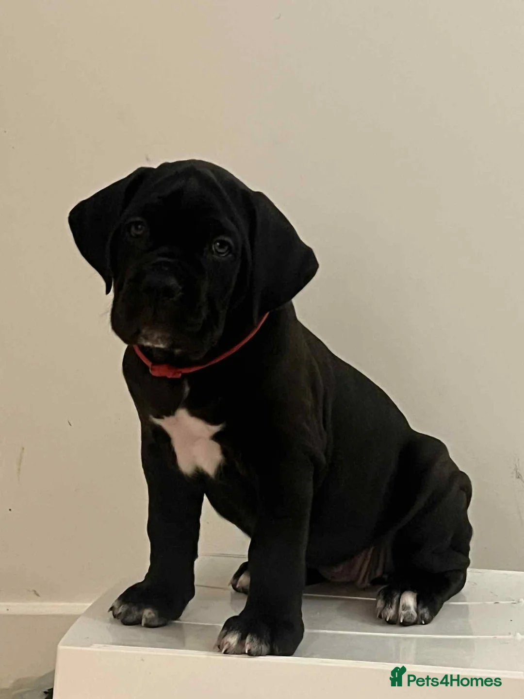 Cane Corso dogs for sale: Yuki x Aries Russian champ bloodline Puppies - Advert 19