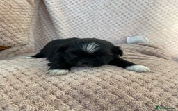 Mixed Breed dogs for sale: Lhasa apso cross shihtzu puppies. - Advert 28