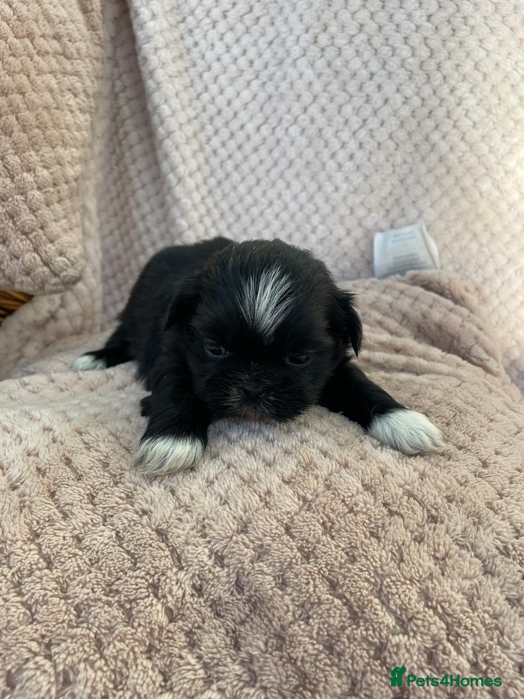 Mixed Breed dogs for sale: Lhasa apso cross shihtzu puppies. - Advert 28
