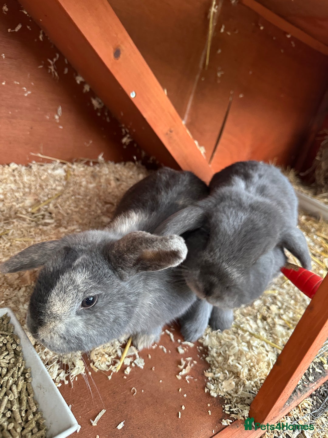 Mini Lop rabbits for sale: 2 female bonded mini lops for sale  - Advert 17