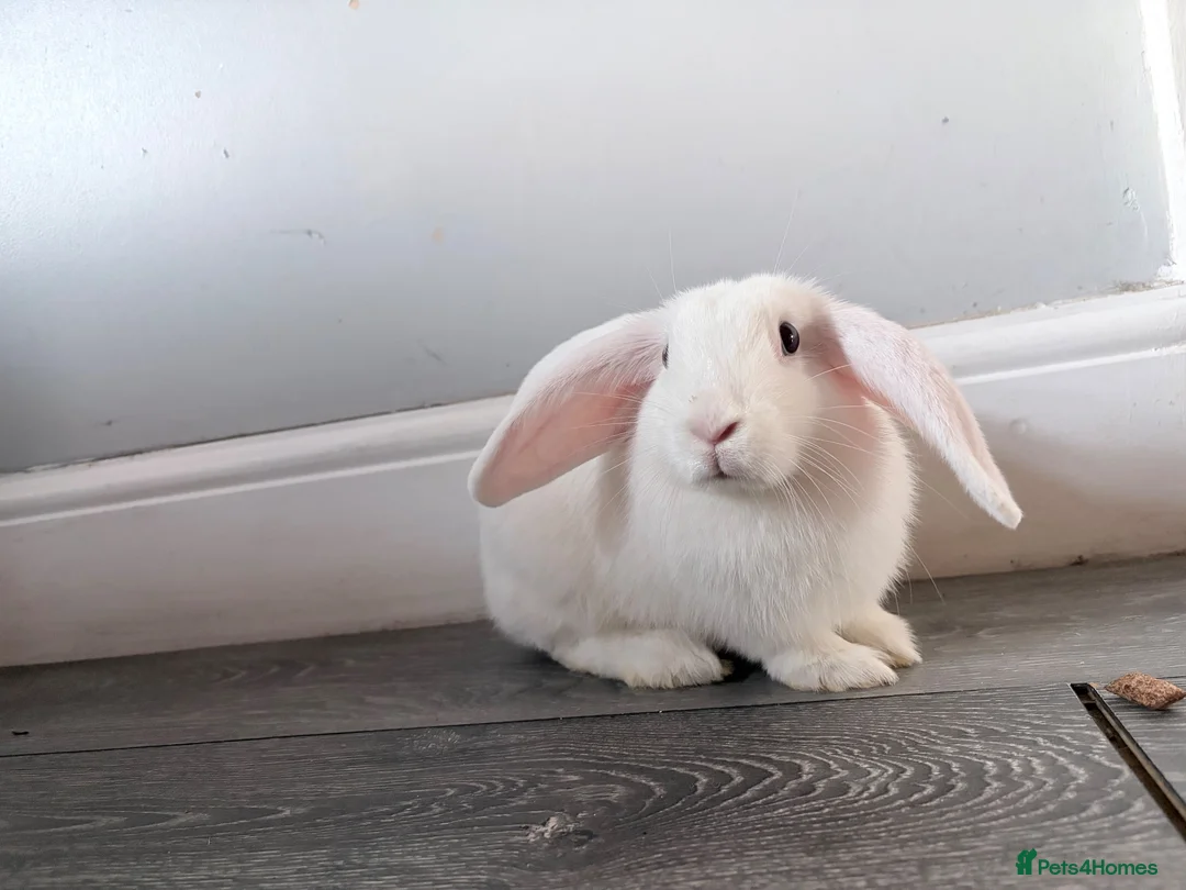 Mixed Breed rabbits for sale: Holland lop  in Chester - Advert 3