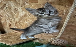 Maine Coon cats for sale: Adorable Maine coon kittens  - Image 8
