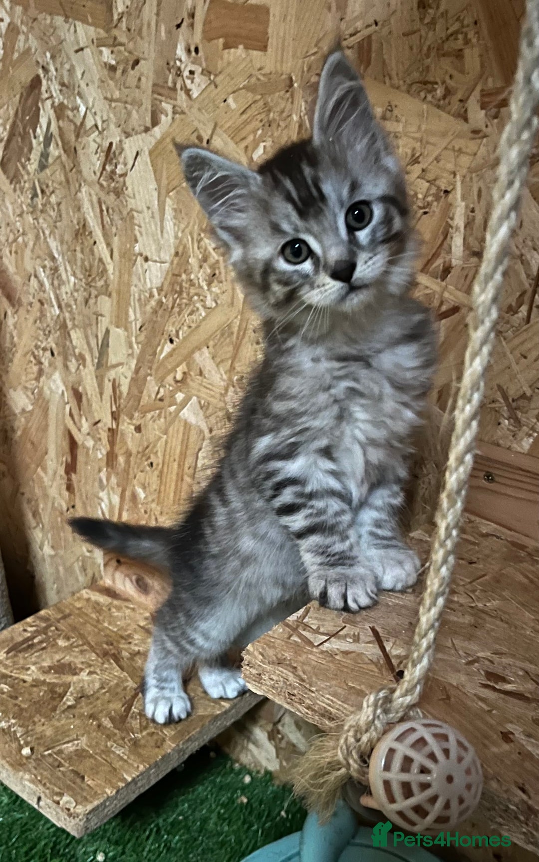 Maine Coon cats for sale: Adorable Maine coon kittens  - Image 8