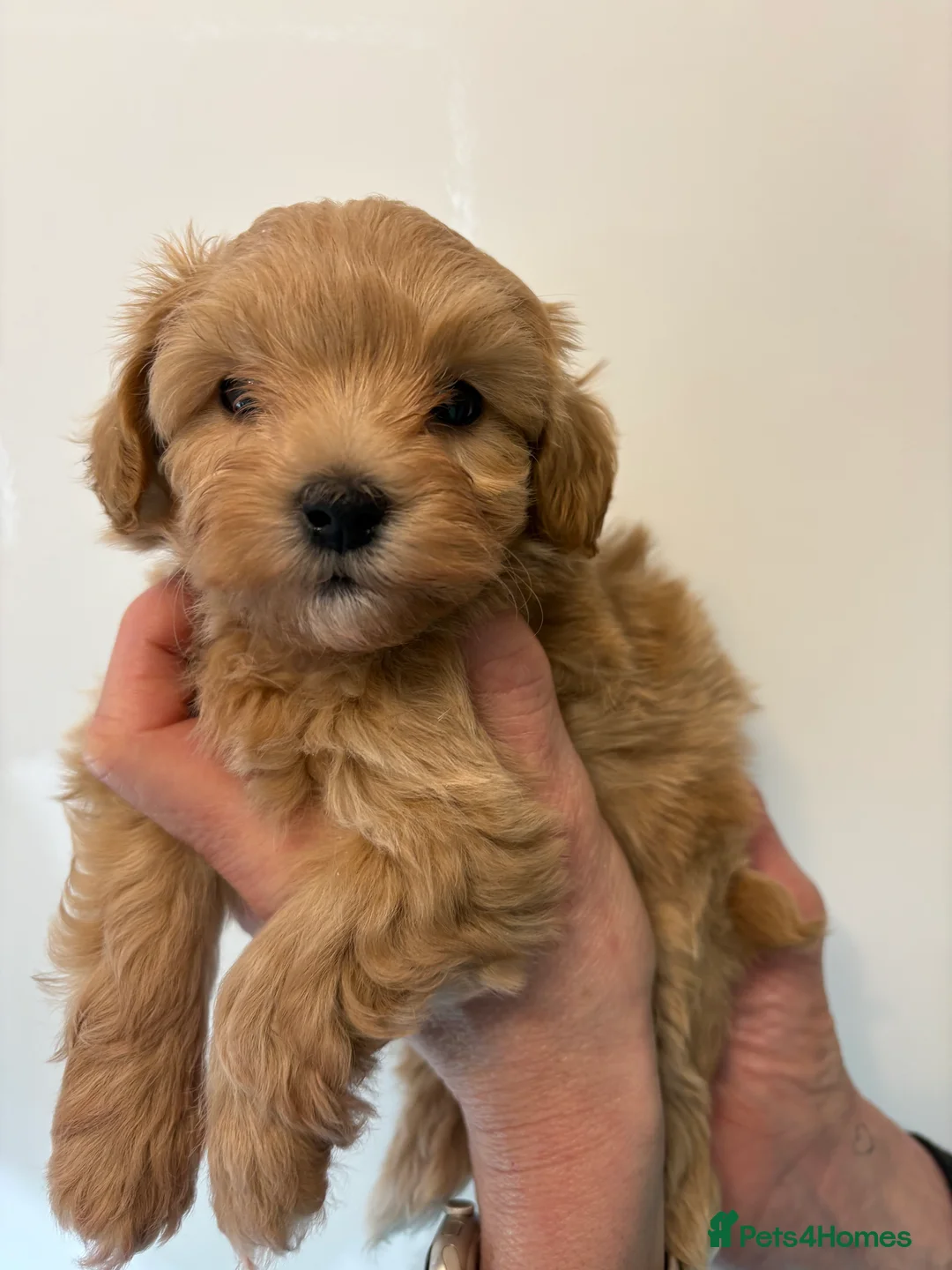 Maltipoo dogs for sale: 🤩 3 stunning F1 Maltipoos 🤩 - Advert 8