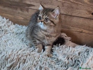 Persian cats - Advert 14