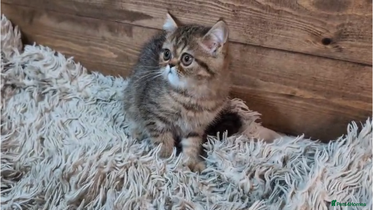 Persian cats - Advert 2