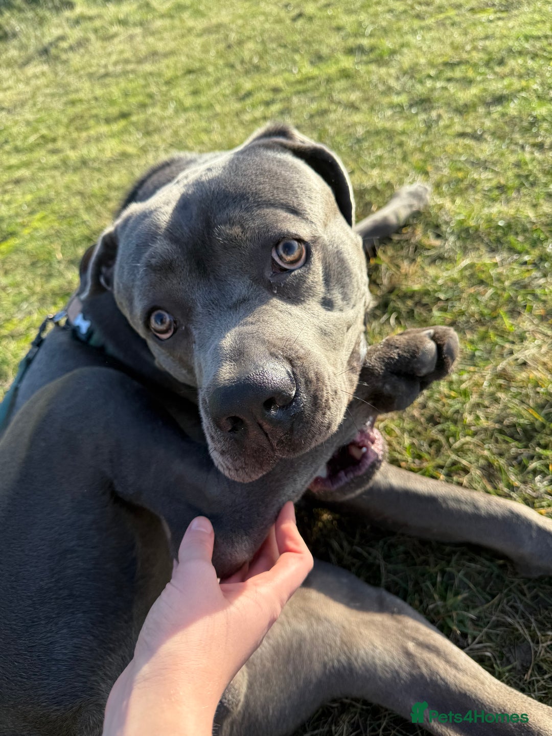 Cane Corso dogs for sale: Cane corso - Advert 3