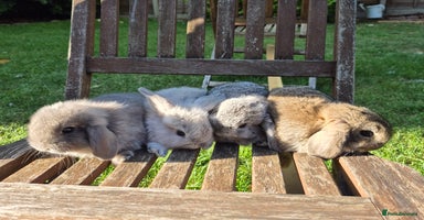 Mini Lop rabbits - Advert 4