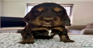 Cocker Spaniel dogs - Advert 8