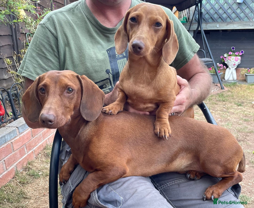 Miniature Dachshund dogs for sale: Beautiful miniature dachshund girl  - Image 7