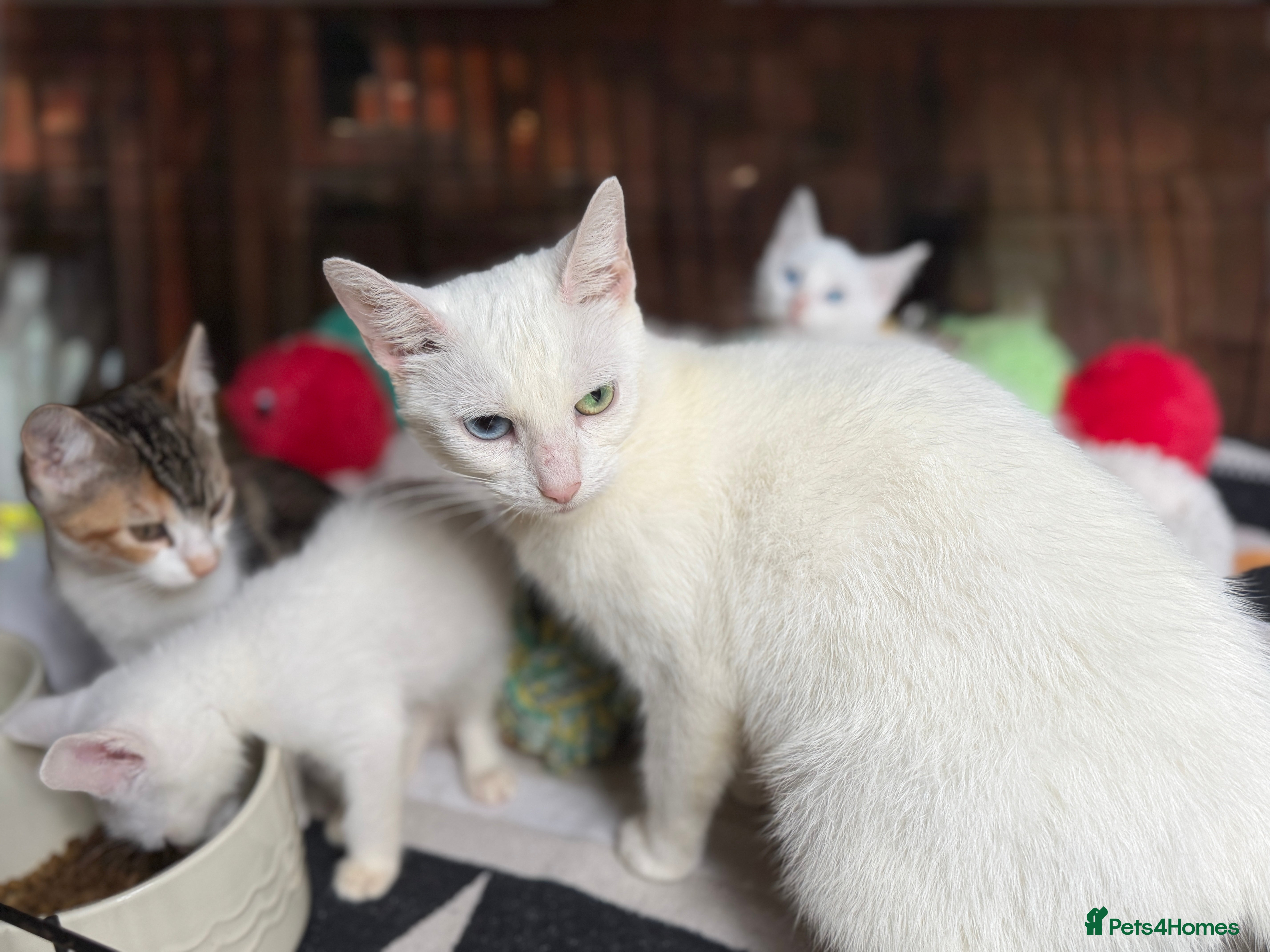 Turkish Angora cats 🐾 Unique Turkish Angora x Bengal Mix Kittens 🐾 - Advert 2