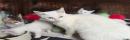 Turkish Angora cats for sale: 🐾 Unique Turkish Angora x Bengal Mix Kittens 🐾 - Advert 2