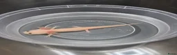 Axolotl reptiles for sale: 12 week old baby albino axolotl for sale - Advert 5