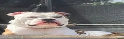 Mixed Breed dogs for sale: American bulldog x English bull terrier  - Advert 3
