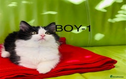 Mixed Breed cats for sale: Beautiful ,clever ,healthy village Kittens - Image 2