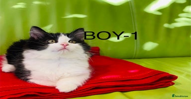 Mixed Breed cats - Advert 13