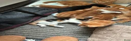 Mixed Breed cats for sale: Beautiful Litter of Mixed Breed Kittens - Advert 4