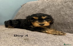 Cockapoo dogs for sale: 7 lovely cockerpoos  - Image 8