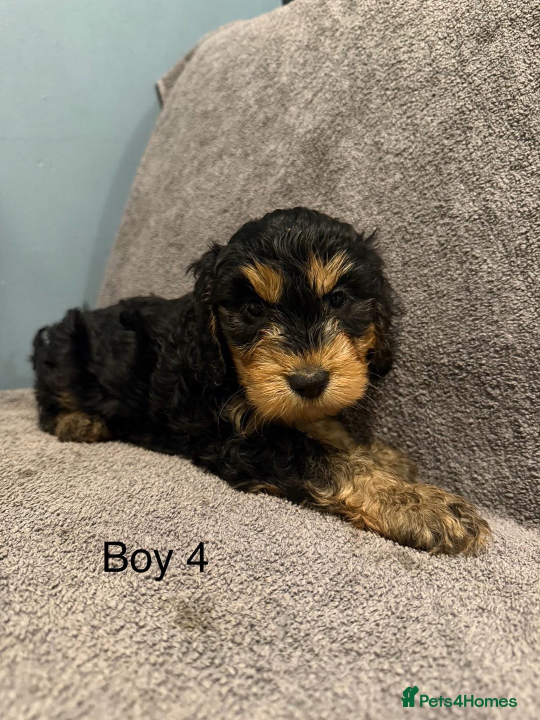 Cockapoo dogs for sale: 7 lovely cockerpoos  - Image 8