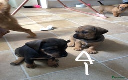 Mixed Breed dogs for sale: DACHSHUND PUPS READY TO GO  - Image 9