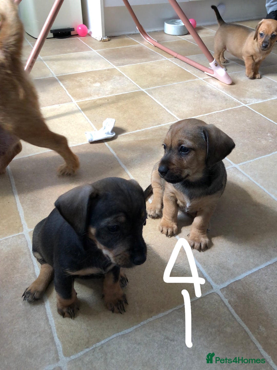 Mixed Breed dogs for sale: DACHSHUND PUPS READY TO GO  - Image 9