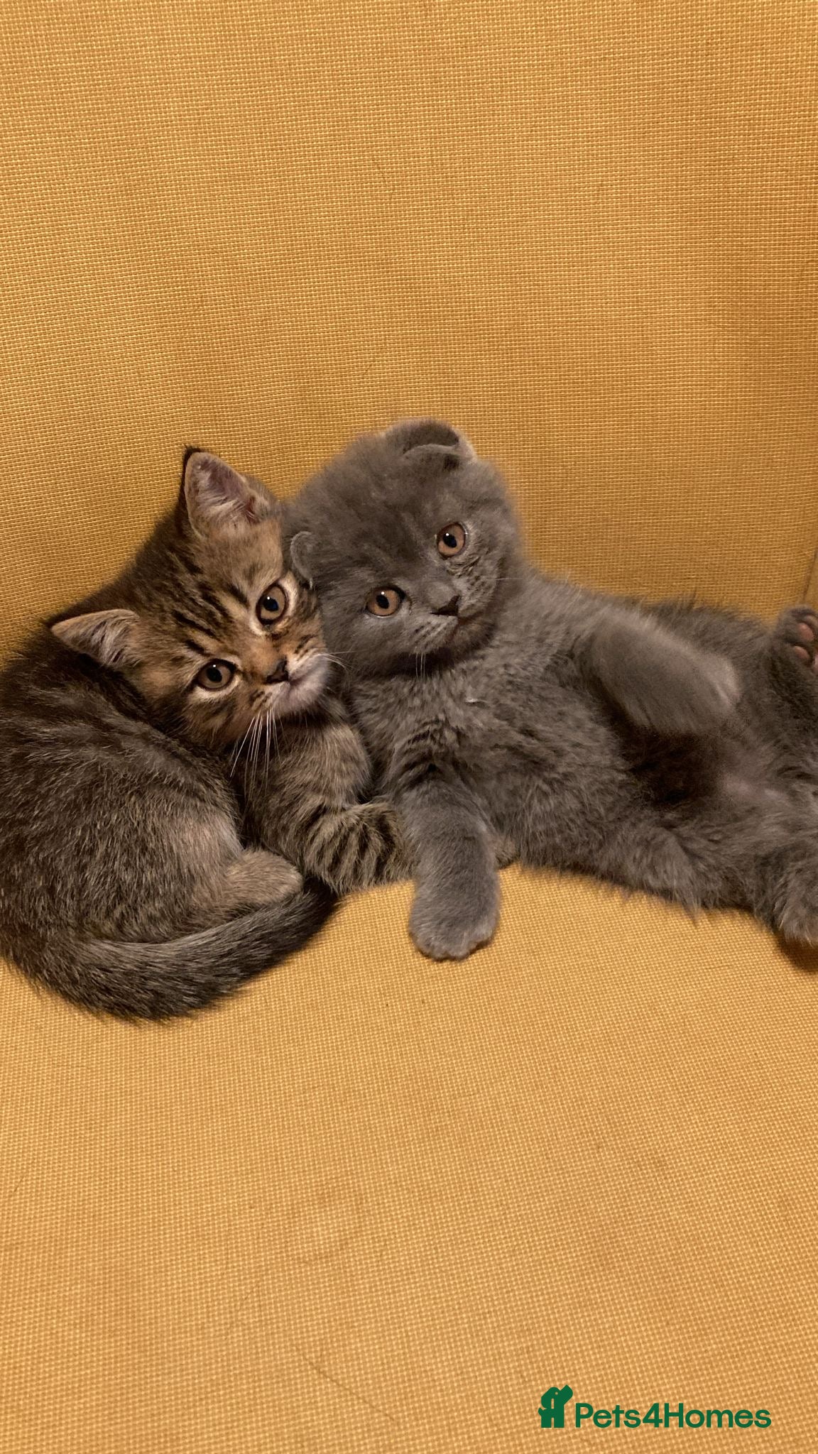 Scottish Fold cats Amazing scottisch for sale  - Advert 1