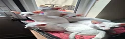 Oriental cats for sale: Adorable oriental kittens for sale - Advert 18